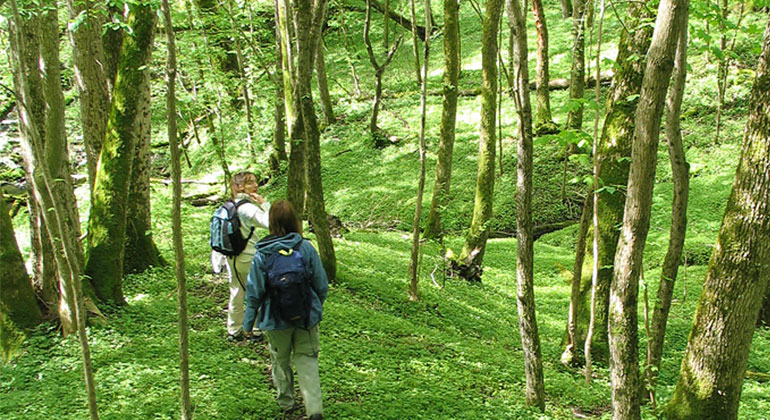 Två personer med ryggsäck som vandrar genom en lövskog med grönskande mark. Foto: Martin Fransson. 